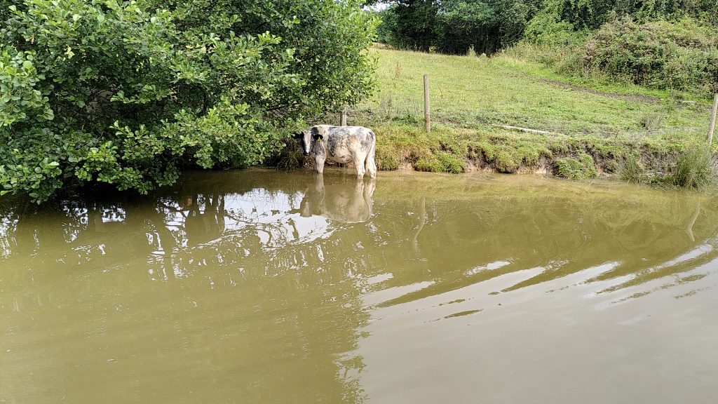 Calf in the Canal
