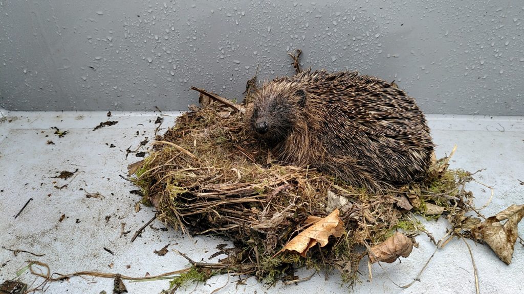 Hedgehog in a Wren's Nest