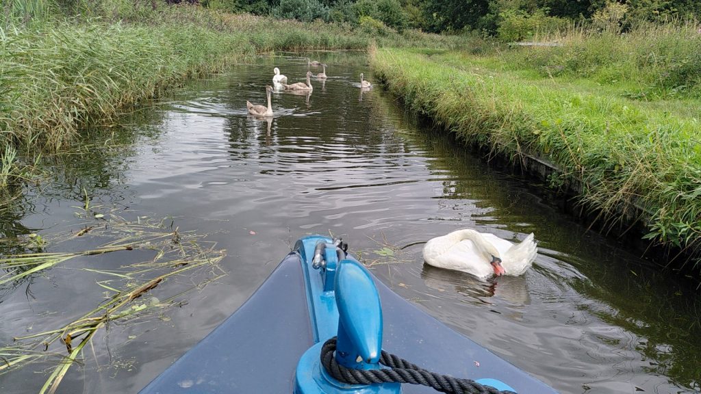 Narrow Overgrown Canal with Swans