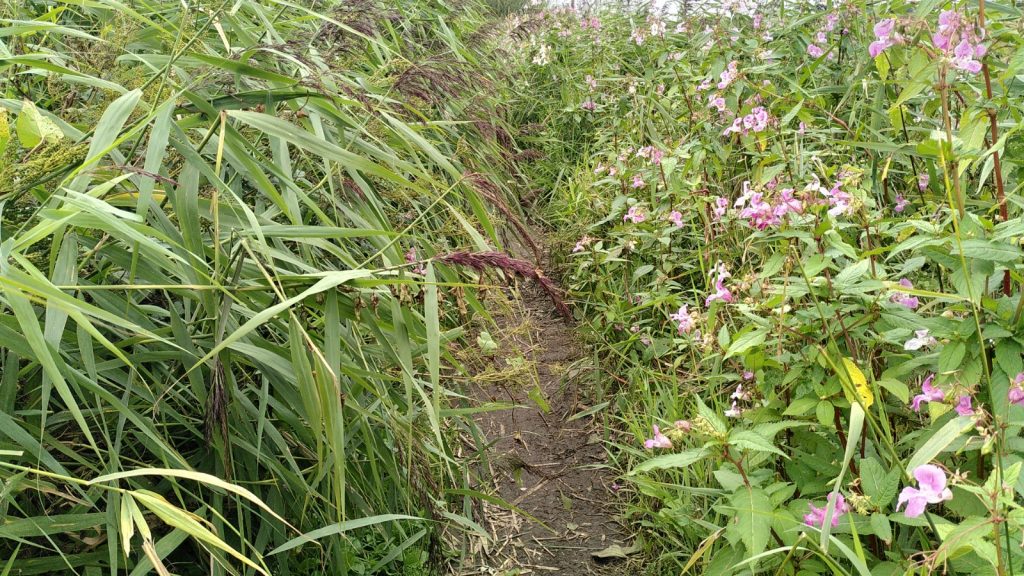 Overgrown Towpath