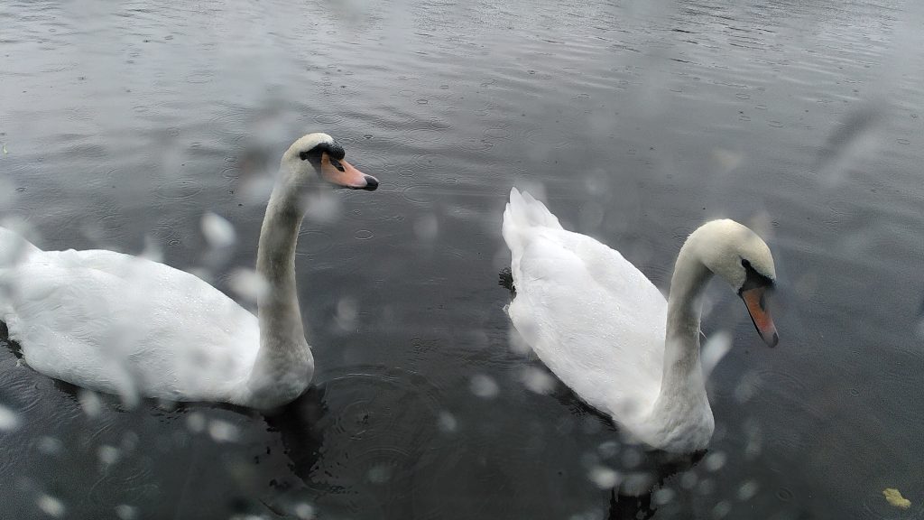 Swans Through a Rainy Window