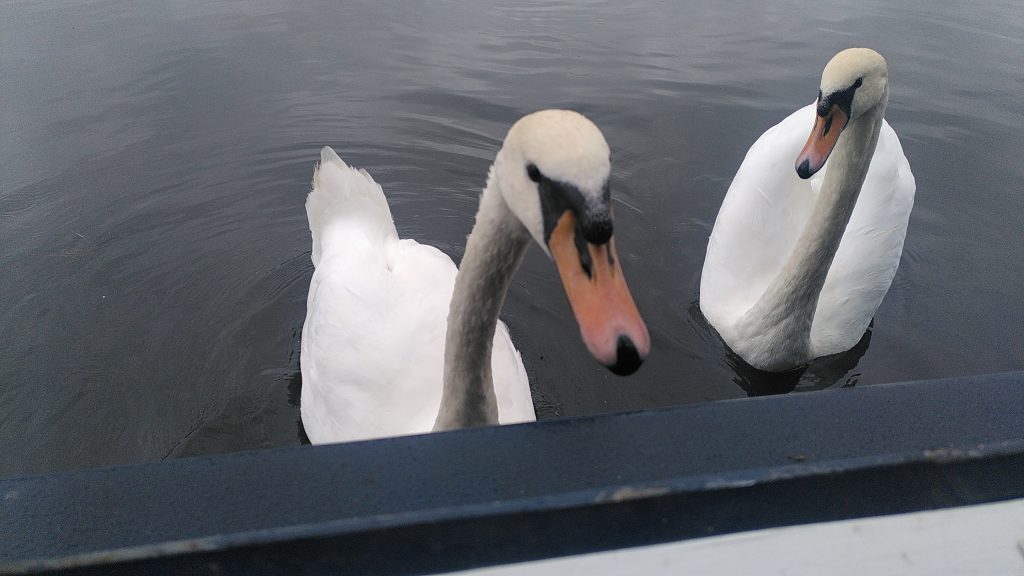 Swans at the Open Hatch
