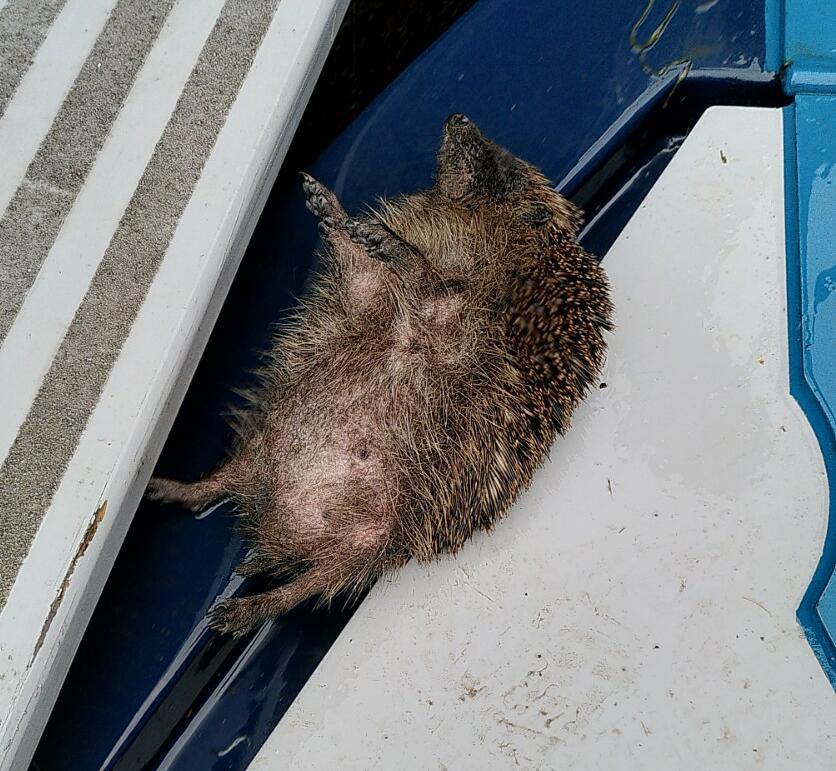 Rescued Hedgehog