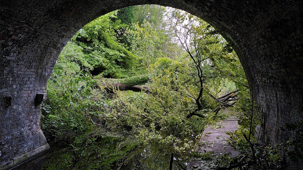 Fallen Tree from Under a Bridge