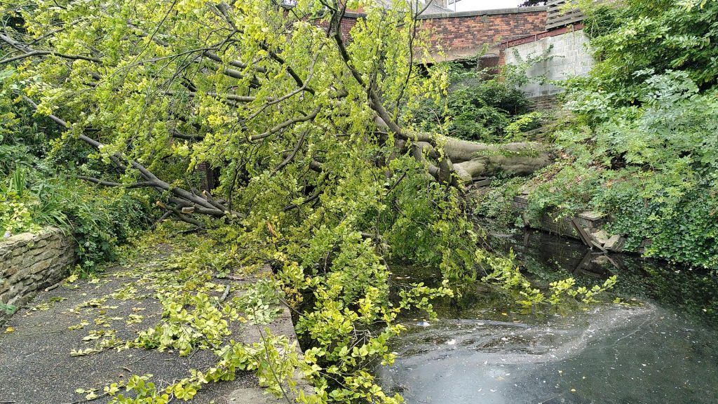Fallen Tree on Approach to Guide Bridge