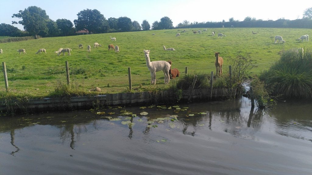 Alpacas in Canal-side Field