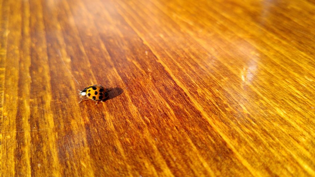 Ladybird on Pub Table
