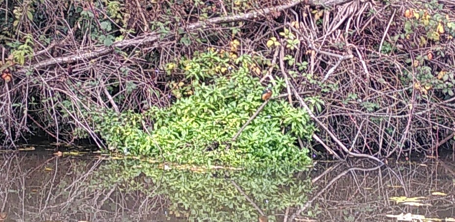 Kingfisher in a Bush