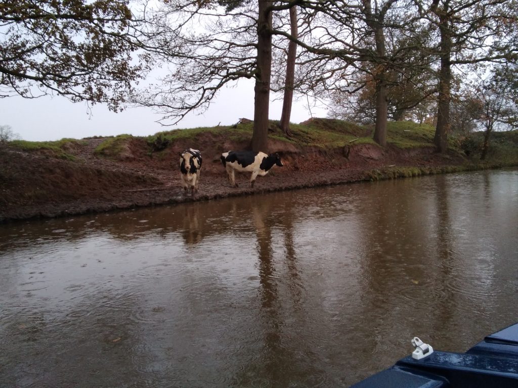 Cows Drinking from Canal