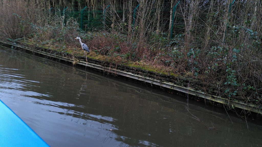 Heron on Canal Bank