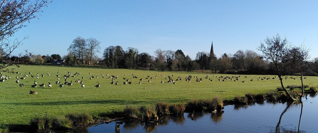 Geese in Field