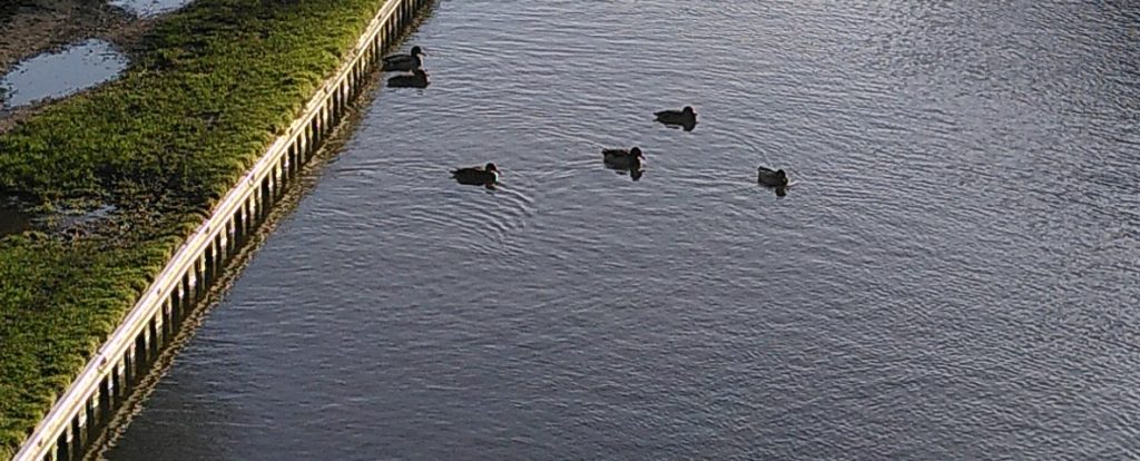 Ducks on Canal