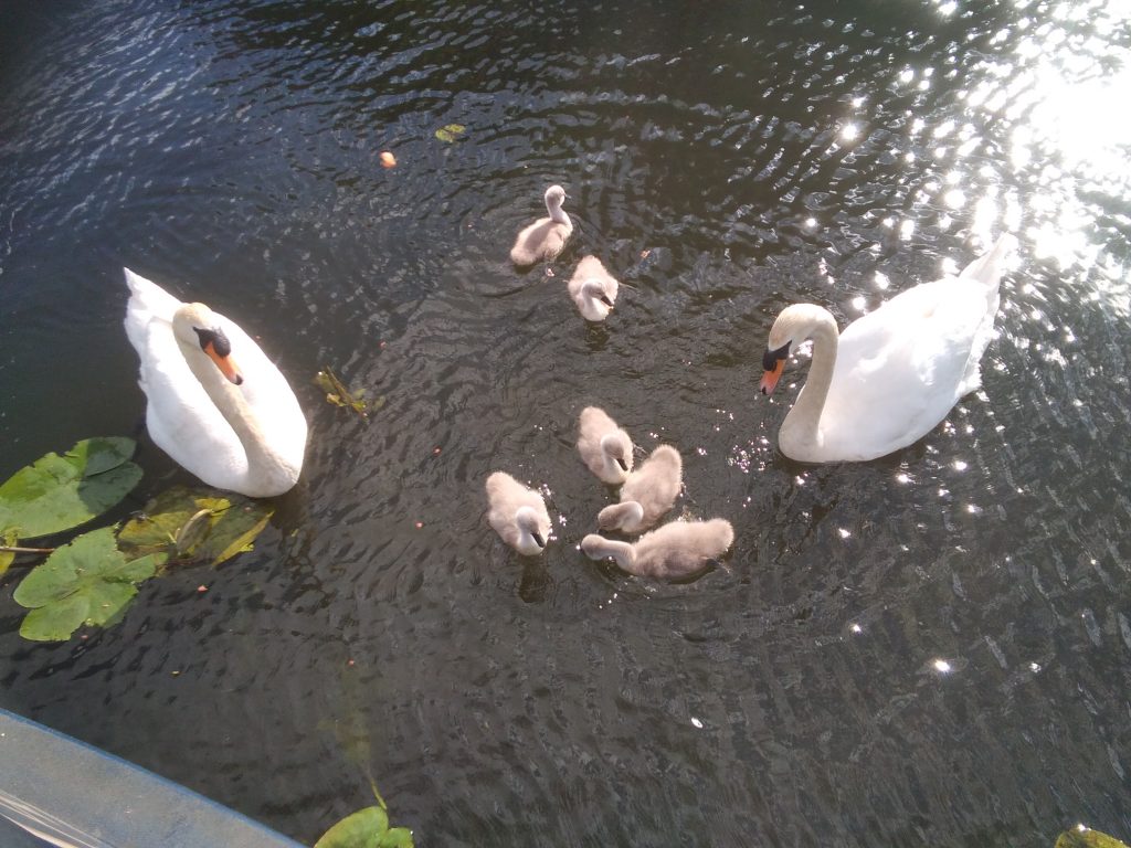 Swans and Six Cygnets