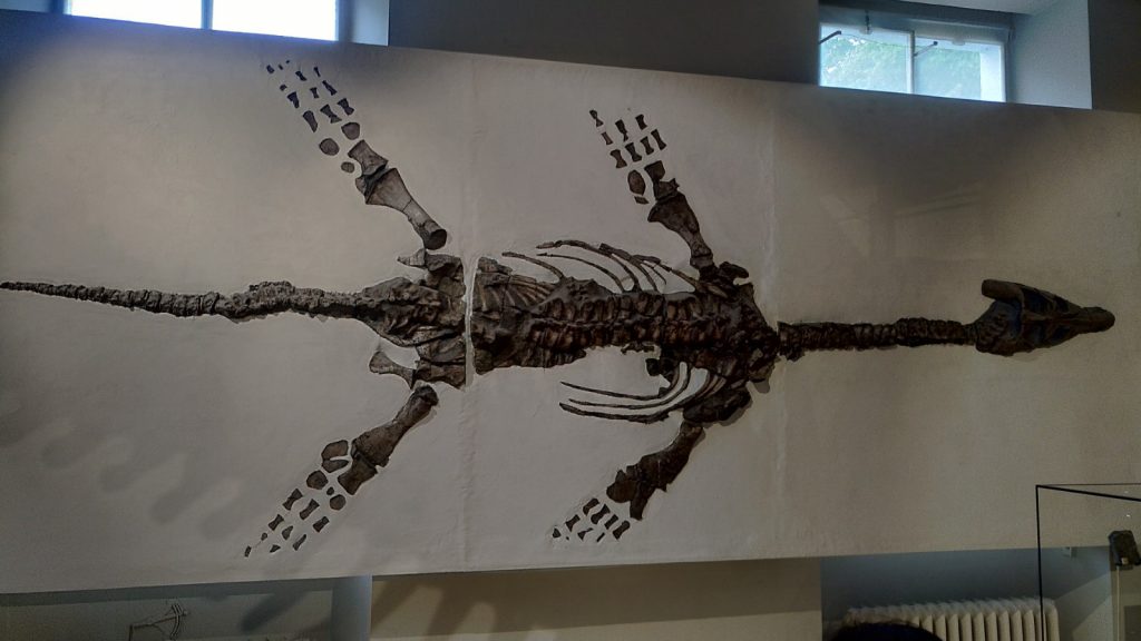 Plesiosaur Skeleton