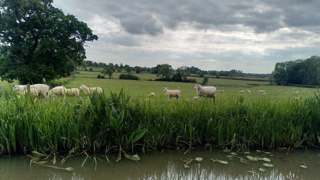 Sheep in Canalside Field