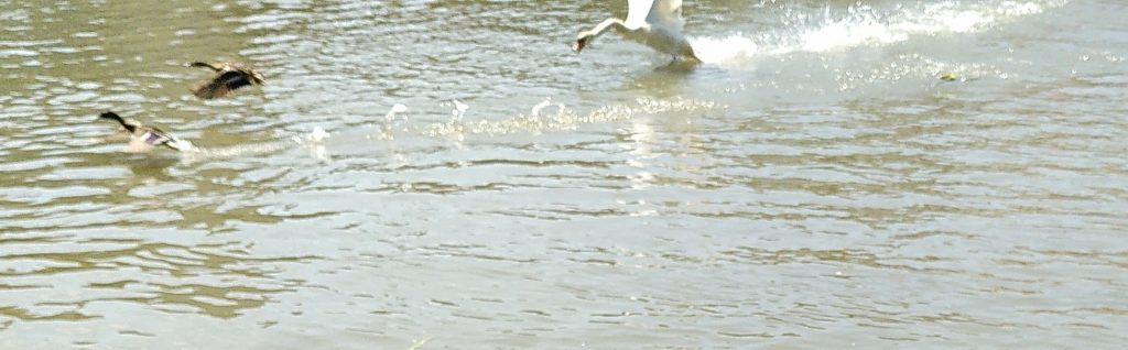 Swan Chasing Ducks