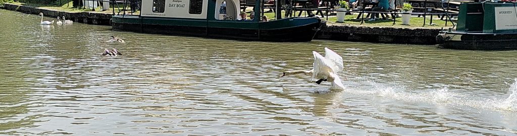 Swan Chasing Ducks