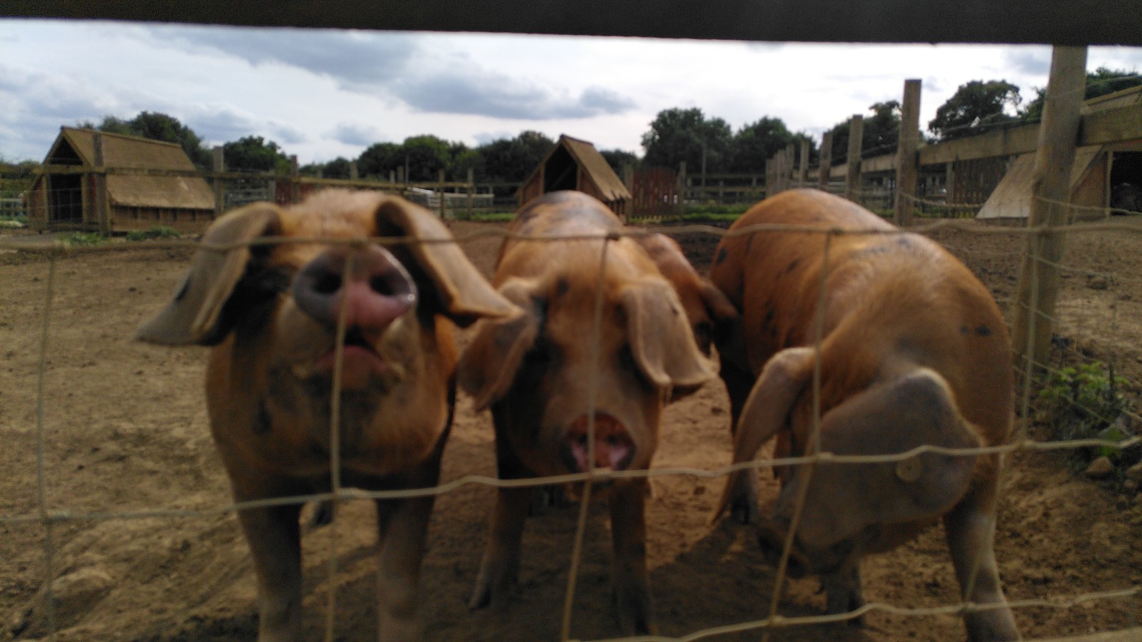 Pigs Through a Fence