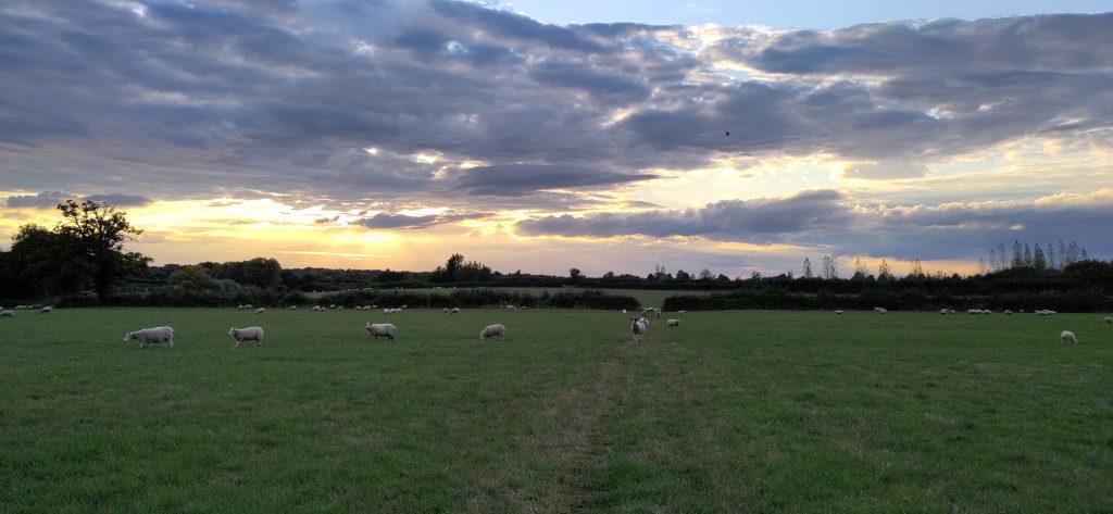 Sun Setting above Sheep Field