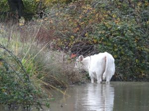 Little White Bull in the Canal