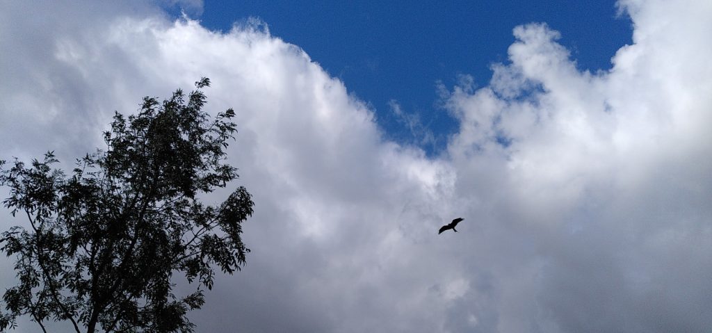 Red Kite in Blue Sky