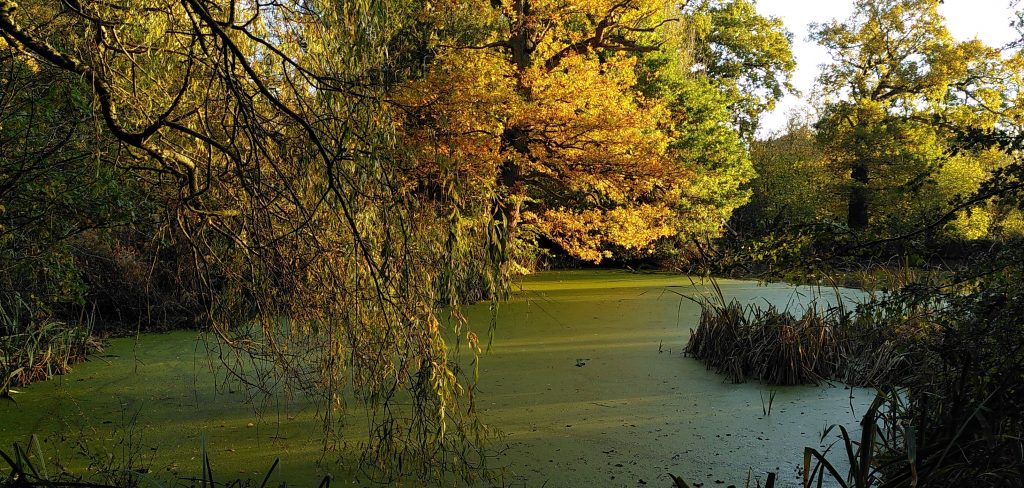 Pond covered in green weed, with autumn colour leaves on trees above.