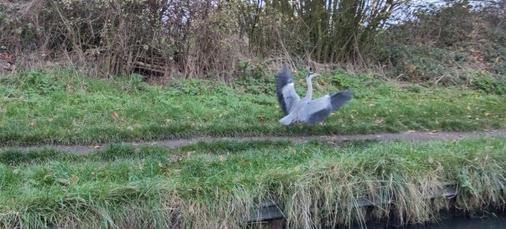 Heron with wings wide flaring for landing on the towpath