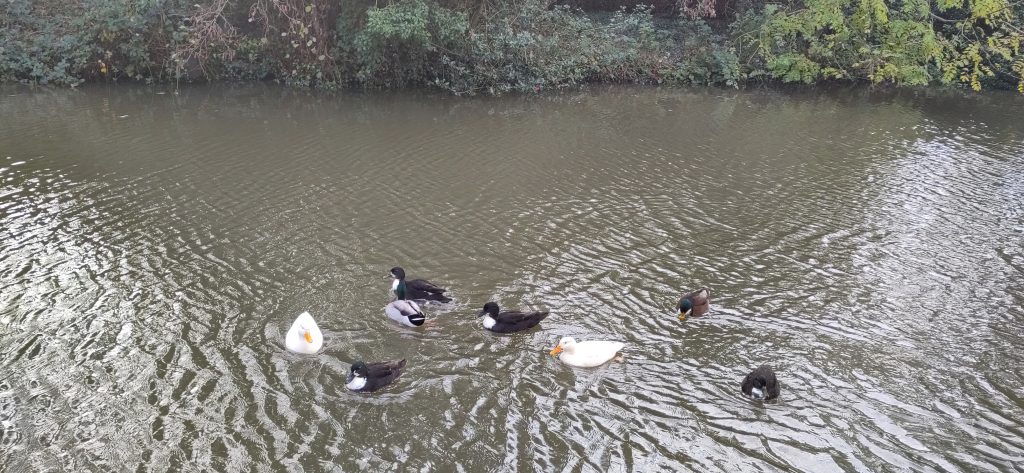 Ducks in the canal near Warwick