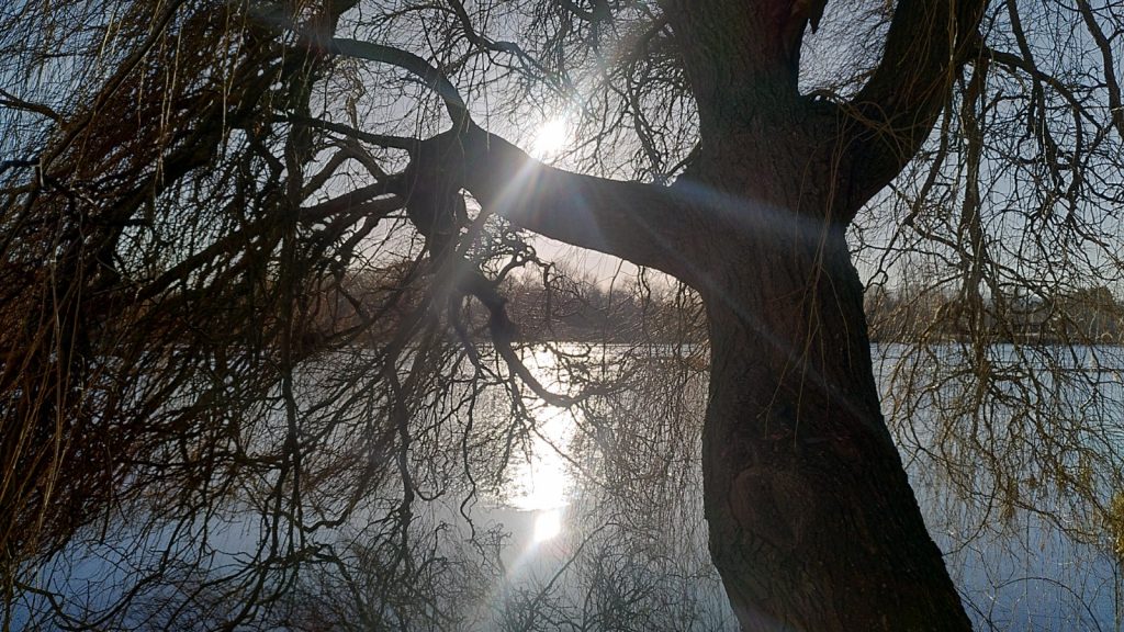 Sun reflected on partially frozen waters of loch, viewed through the branches of a tree in the foreground.