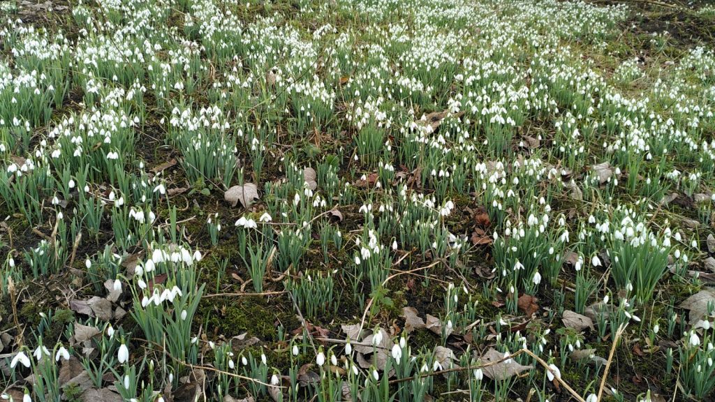 Steep bank covered with snowdrops
