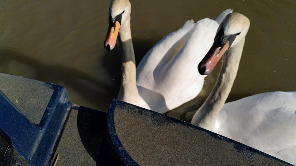 Two swans swimming at the stern deck of a narrowboat.