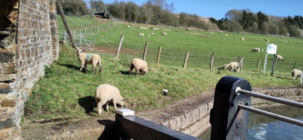 Lambs grazing next to a lock