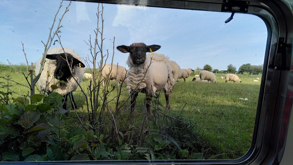 View from the galley window.  Two sheep are just outside the window looking in.  Their field is level with the bottom of the window.