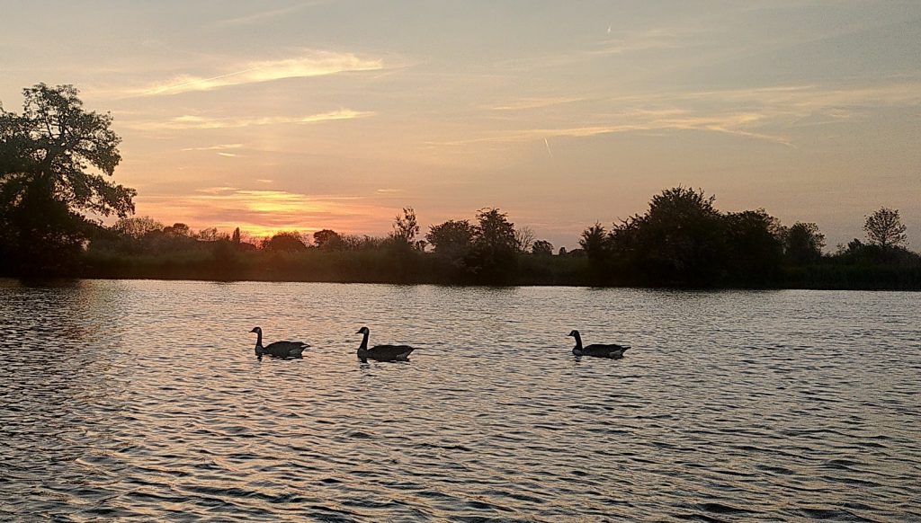 Sun setting across the river.  The sky is a mixture of blue and gold. The far bank is lined with trees.  On the water are three geese swimming in a line, the third one is lagging slightly.
