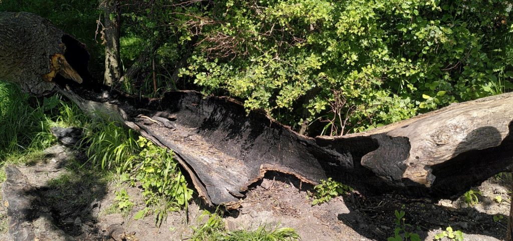 A charred tree which seems to have burnt from the inside, but not burnt all the way out.