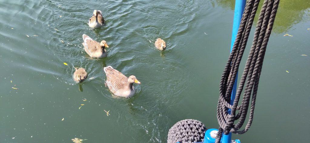 Three geese and two goslings in a close group following a narrowboat.  They are only arms length behind the fender at the back of the boat.
