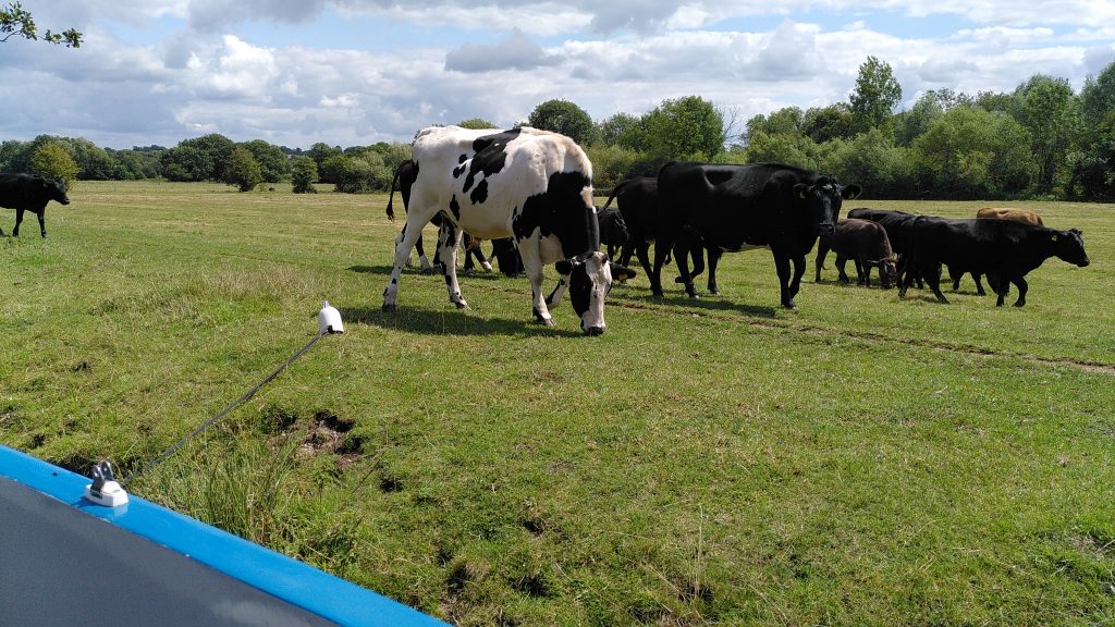 Cattle grazing in a riverside field.  The rear hoof of the nearest animal is close to the cover over a mooring spike.   The side of the boat moored to the spike is just visible.
