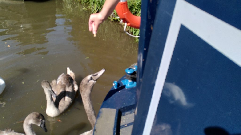 Full-sized cygnet stretching its neck up to take bread from an outstretched hand at the back of a narrowboat.