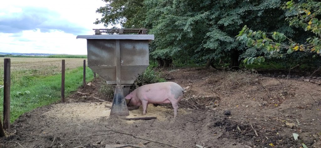 A pig feeding at a trough.  A stand of trees stretches away on one side, and an empty field extends to the horizon on the other.
