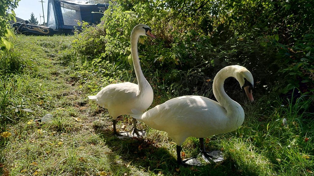 Two swans walking down a grassy bank.  At the top of the bank is the bow of a narrowboat.