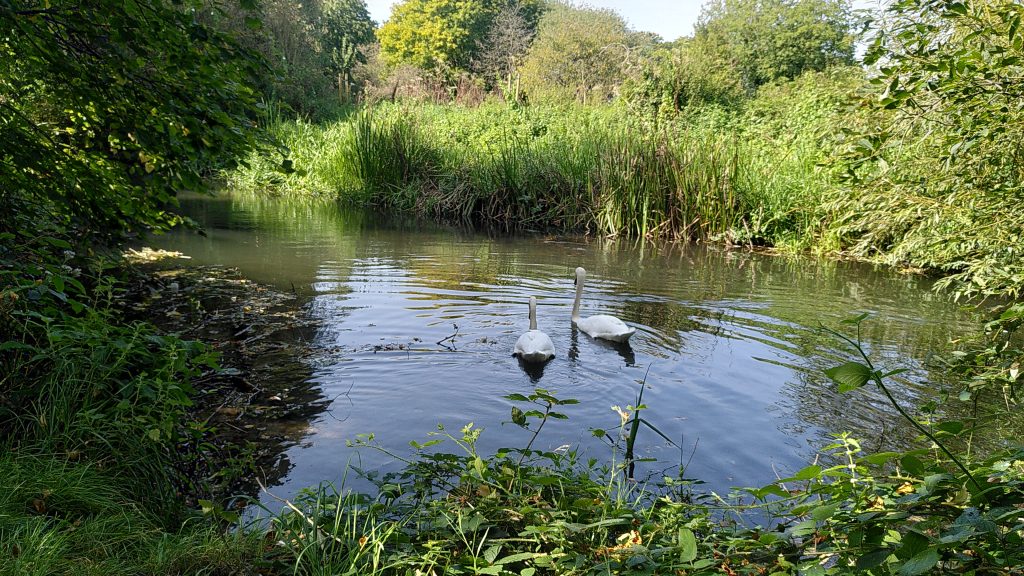 Two swans swimming in a section of river.  The vegetation gives a suggestion of a small pond.