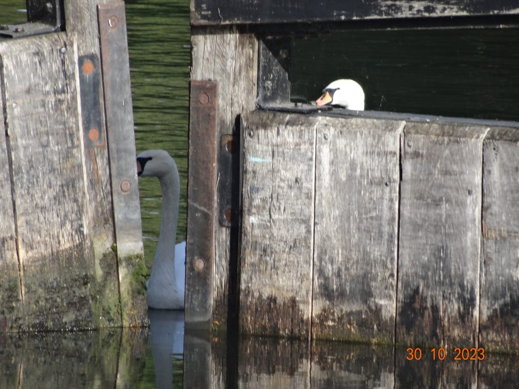 Misaligned lock gates.  The top gates of a lock where one of them in misaligned so the gates do not meet properly.  In the gap between the gates a swan is visible.  Another swan is peering over the gate.