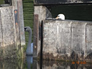 Misaligned lock gates. The top gates of a lock where one of them in misaligned so the gates do not meet properly. In the gap between the gates a swan is visible. Another swan is peering over the gate.