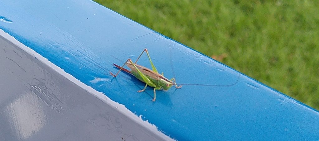 Long Winged Conehead sitting on the boat.  A grasshopper with long feelers sits on the boat.  It's colours all contrast strongly with its background.