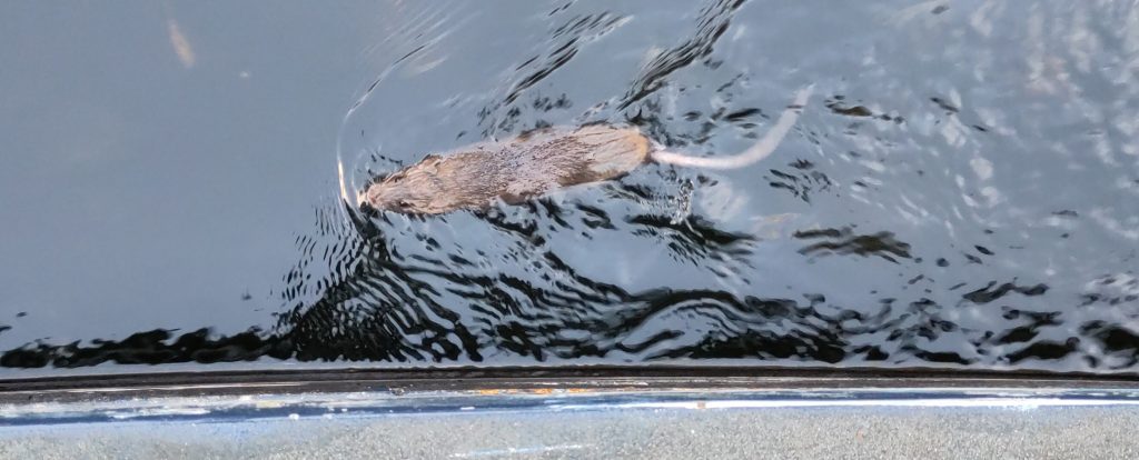 A rat swimming in the canal.  The view is from directly above.  The gunwale of the boat is visible and the rat is swimming parallel to it.  The water is clear so that the rat's features are clearly visible.