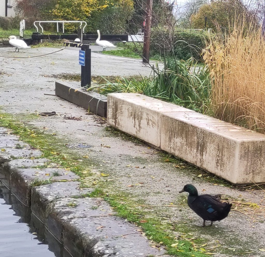 A very dark-feathered mallard by the side of the canal