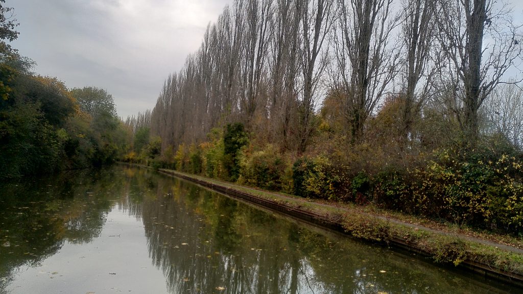 Line of poplars alongside a canal.  The canal is straight with a solid bank at the towpath side.