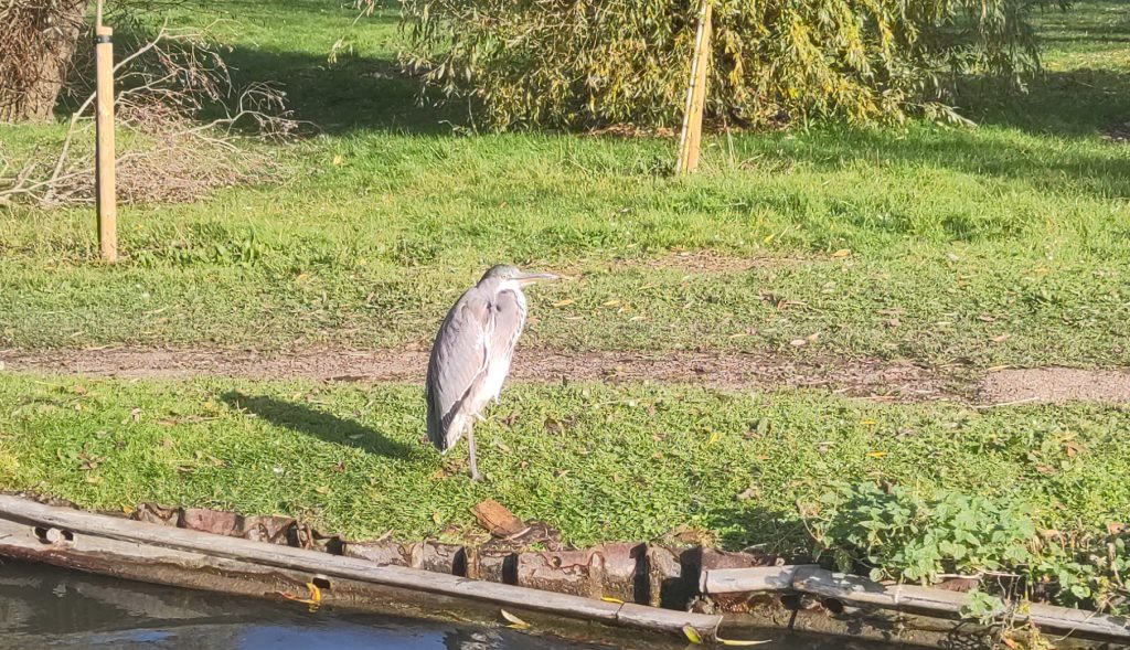 Heron on the towpath tucking its neck in