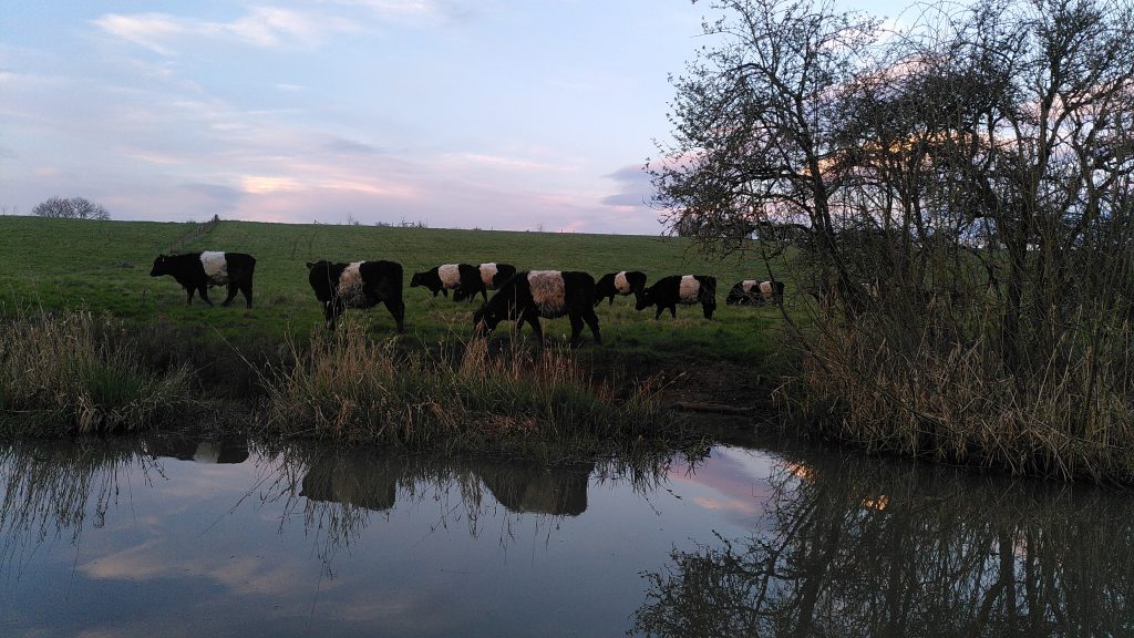Belties in a field by a canal.  About a dozen cattle are grazing.  They are all black other than a belt of white around their bodies between the front and hind legs.  The sky and a bare tree are reflected in the canal.