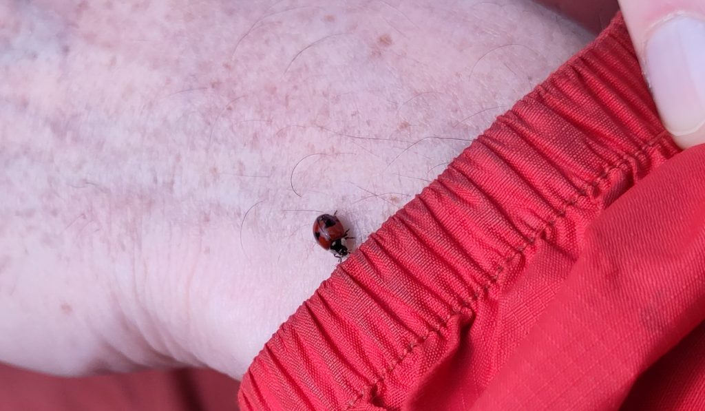Ladybird on back of a hand.  The insect is approaching the elasticated cuff of a raincoat.  The elastic in the cuff is twice as wide as the tiny insect.